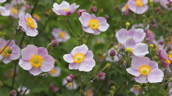 Passende Pflanzen fr den schattigen Garten | ndr.de