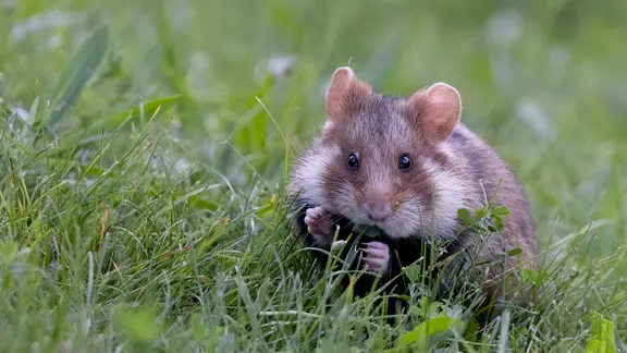 Ein fressender Feldhamster auf einer Wiese.