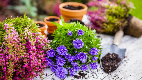 Eine lila-blau blühende Aster liegt neben einer Erika und einer kleinen Pflanzschaufel auf einem Tisch.