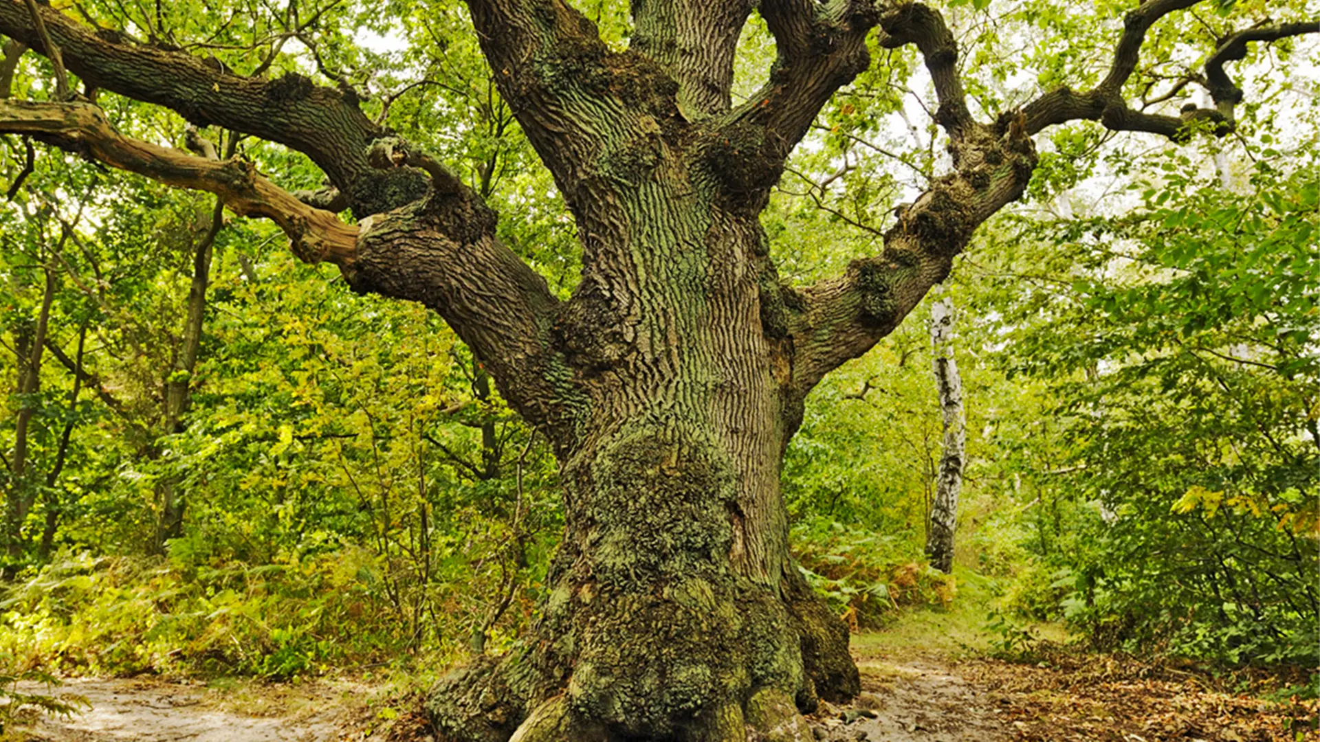 Die Stieleiche (Quercus robur) | ndr.de
