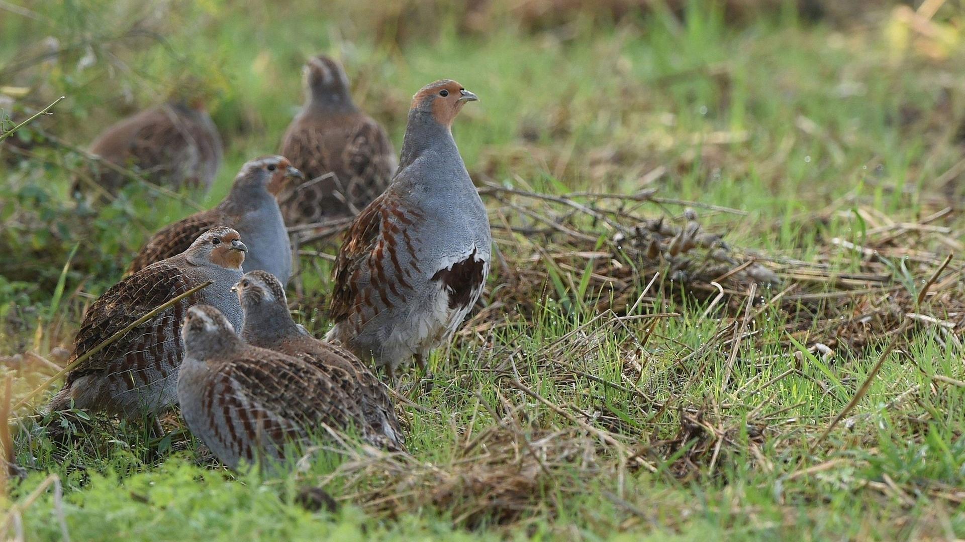 Rebhähne in der Agrarlandschaft | Christian Gelpke