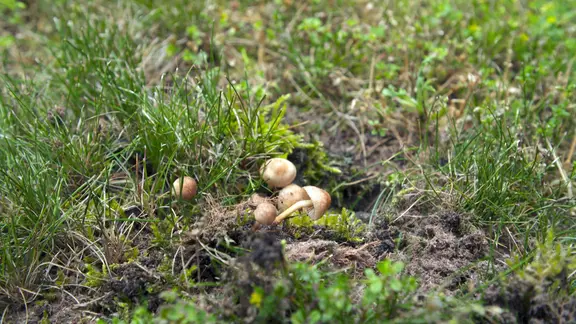 Hexenring: Was hilft gegen die Pilze im Rasen? | ndr.de