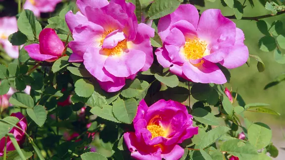 Blüten der Essigrose, einer Wildrosen-Art.