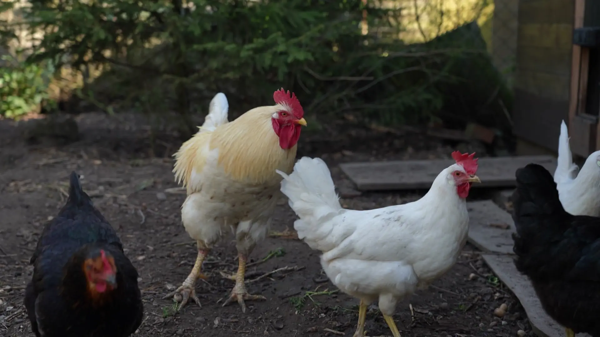 Seenplatte: Mobile Impfung soll Hühner vor Seuche schützen