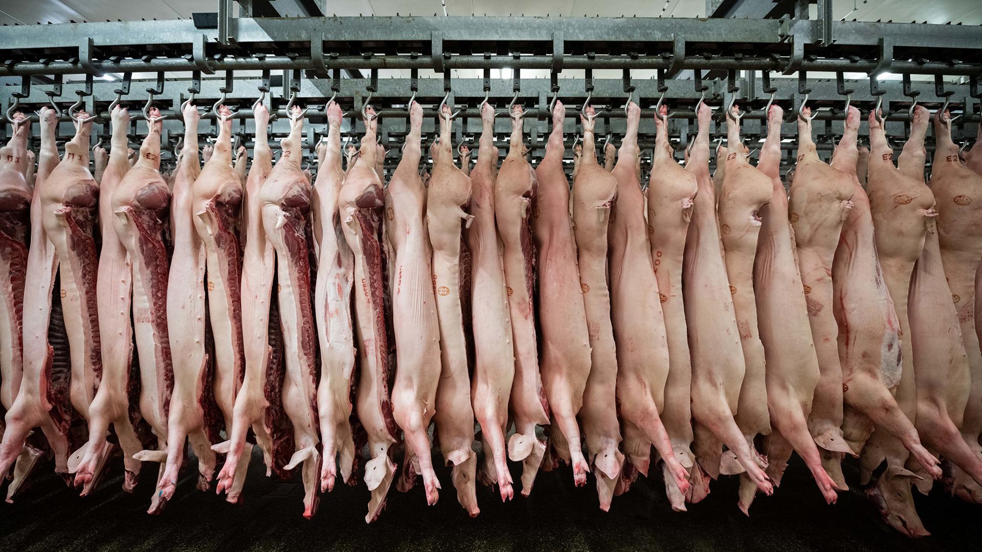 Halbierte Schweine hängen in einer Reihe an Haken in einem Schlachtbetrieb. | picture alliance/dpa, picture alliance/dpa/Mohssen Assanimoghaddam