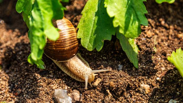 Weinbergschnecken sind ntzliche Gartenhelfer