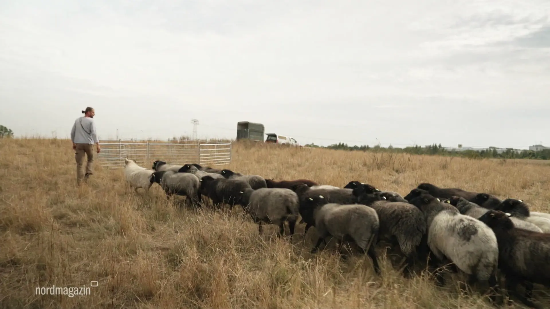 Tier der MeLa ist das Rauhwollige Pommersche Landschaf