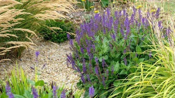 Steppen-Salbei und Ziergräser