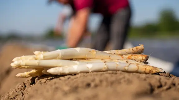 Weißer Spargel wird auf einem Feld geerntet