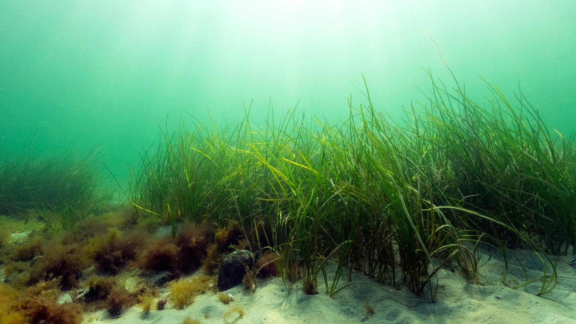 Künstliche Intelligenz soll für mehr Seegras sorgen