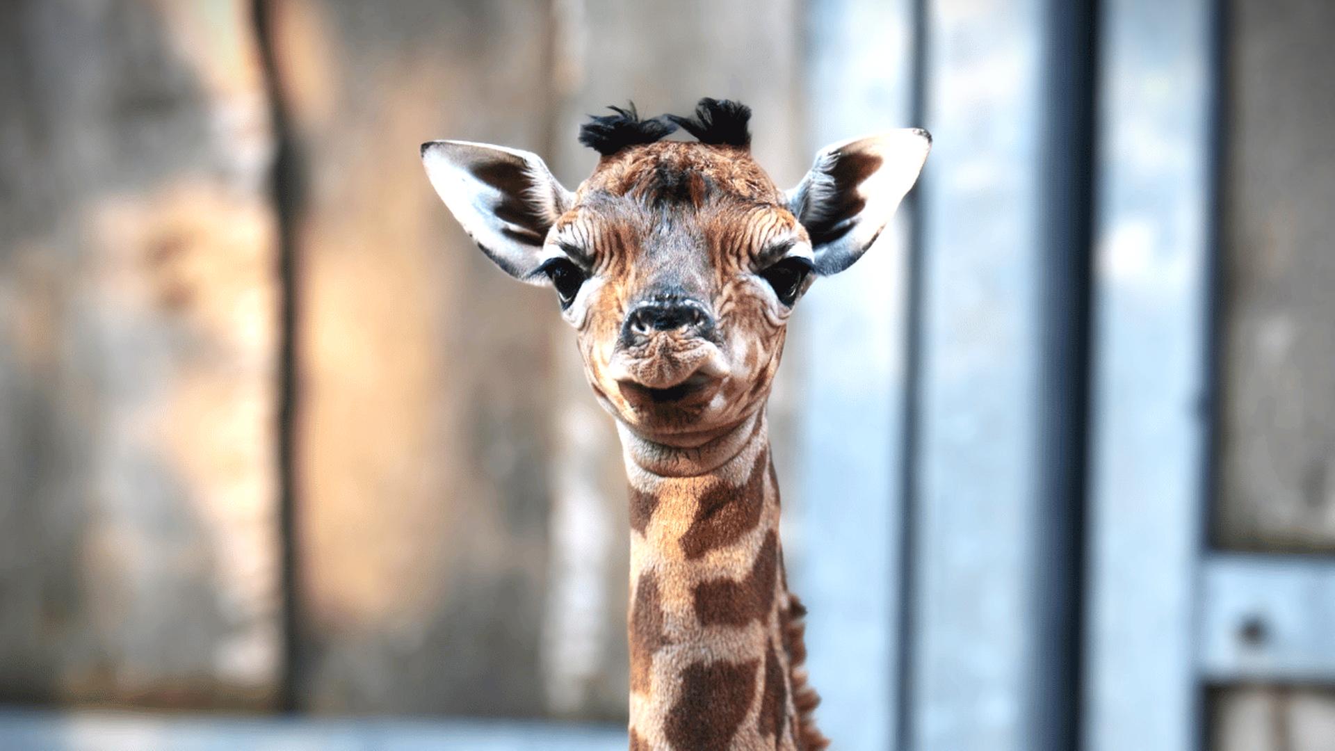Zoo Schwerin: Kleine Giraffe kam am Dienstag zur Welt