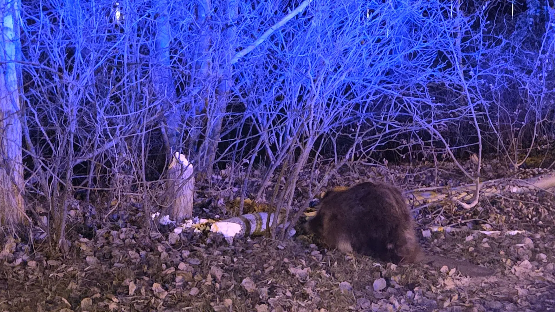 Biber sorgt für Verkehrsunfall in Geesthacht