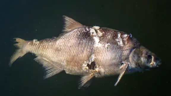 Tausende tote Fische: Flssigdnger verseucht Fluss bei Duderstadt | ndr.de