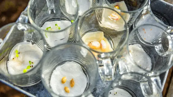 In Gläsern liegt verschiedenes Saatgut auf einem nassen Wattebausch.