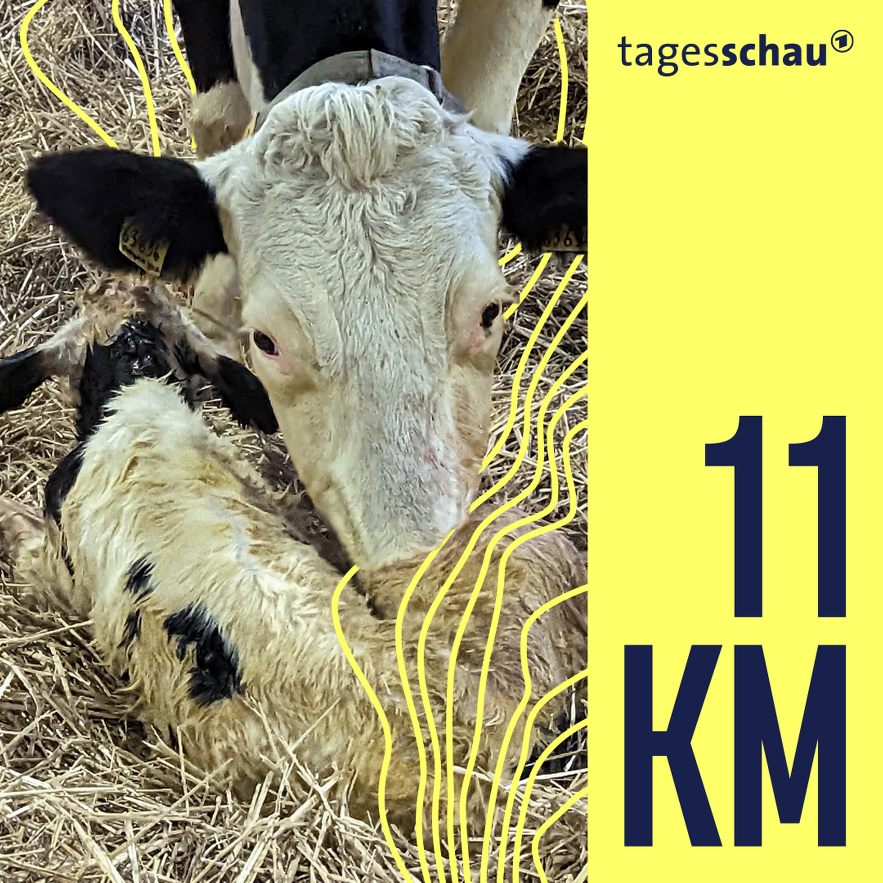 11KM: der tagesschau-Podcast