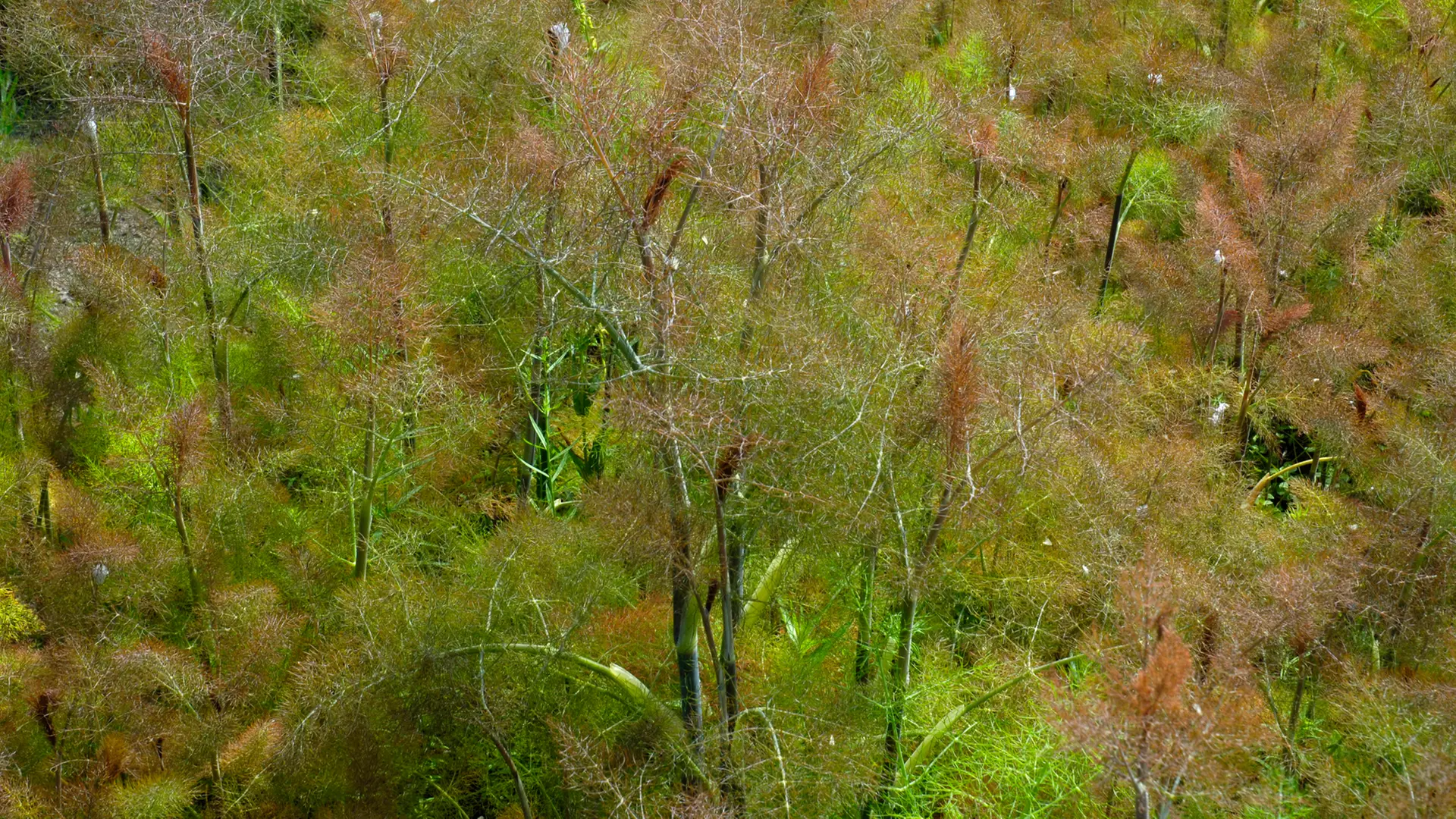 Bronzefenchel | ndr.de