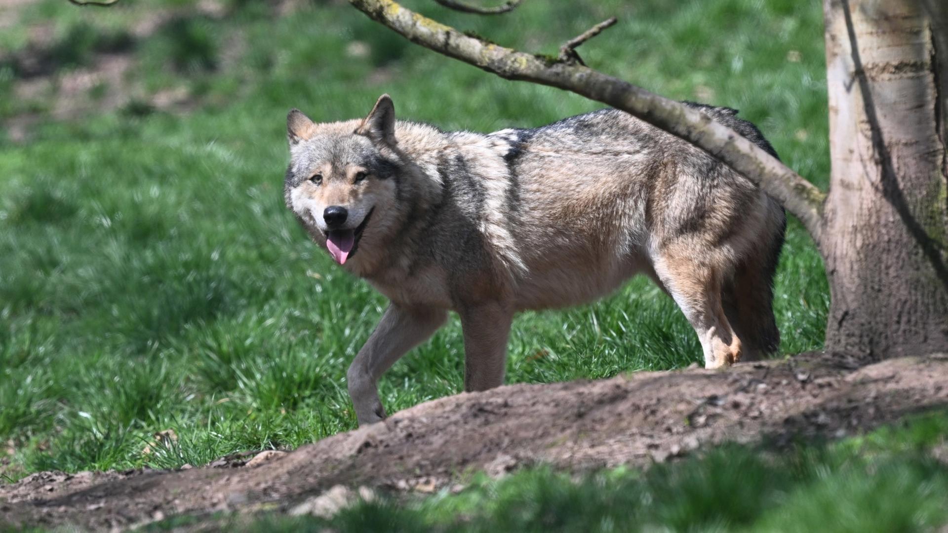 Problemwolf bei Rostock: Zu nah an Wohnhäusern und kaum Scheu