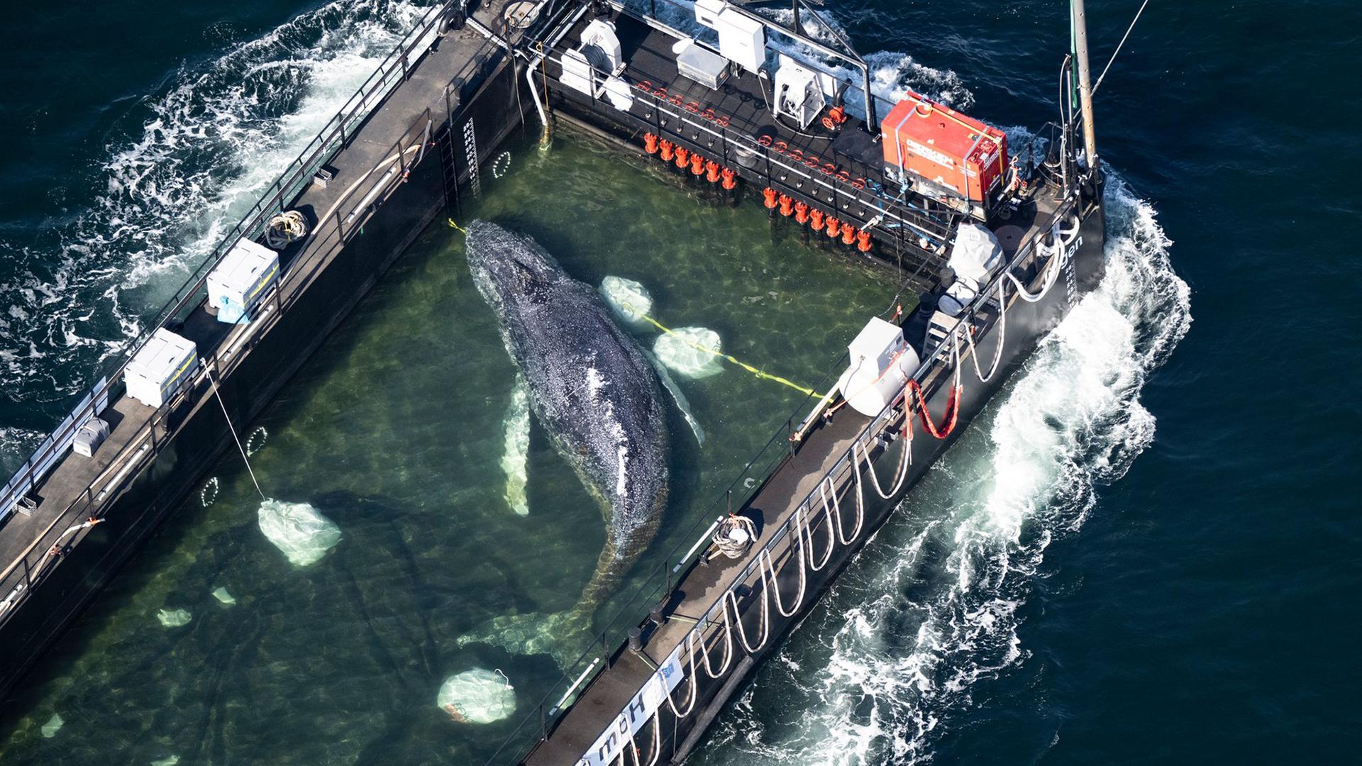 Transport des Wals im Schiff