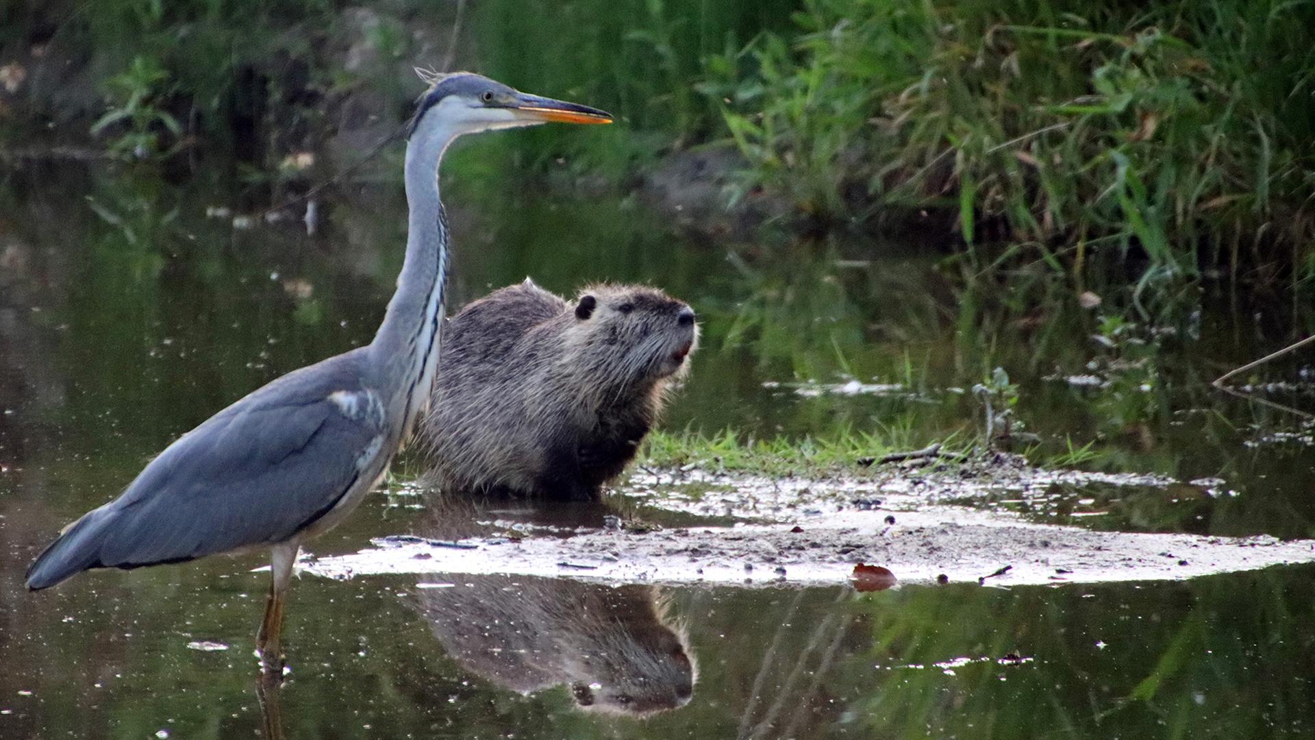 Nutrias breiten sich in Bad Segeberg aus – das empfiehlt die Stadt