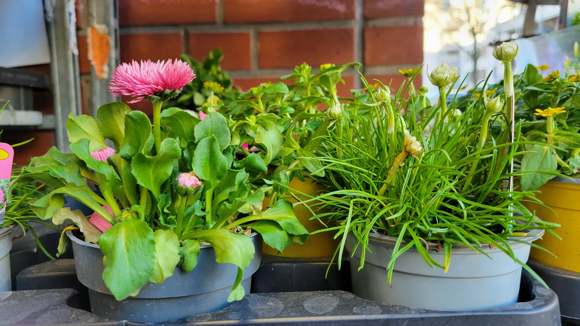 Günstig gärtnern - grüne Oasen gestalten ohne viel Geld