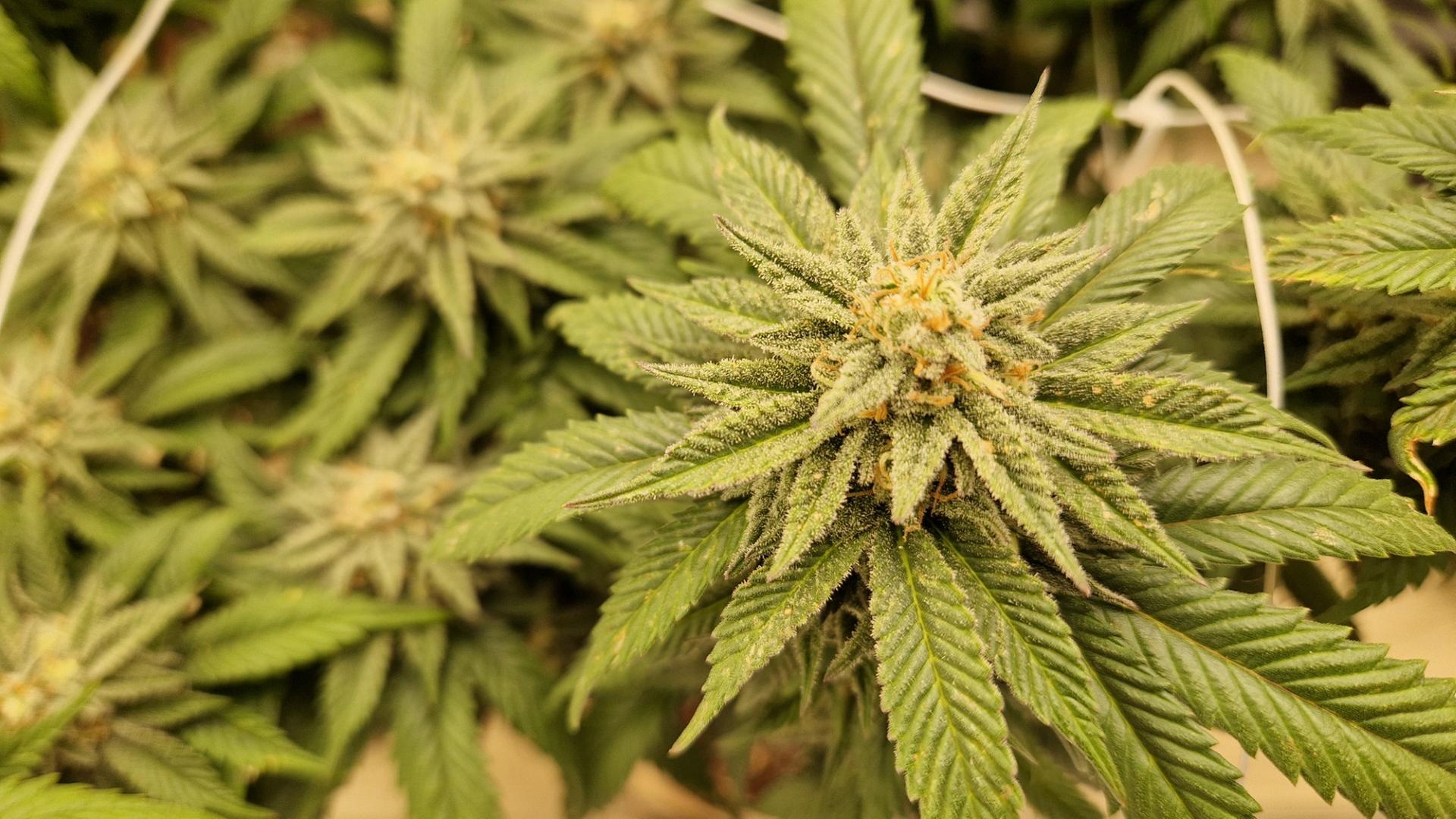 Eine Cannabis-Pflanze | Josephine Lütke