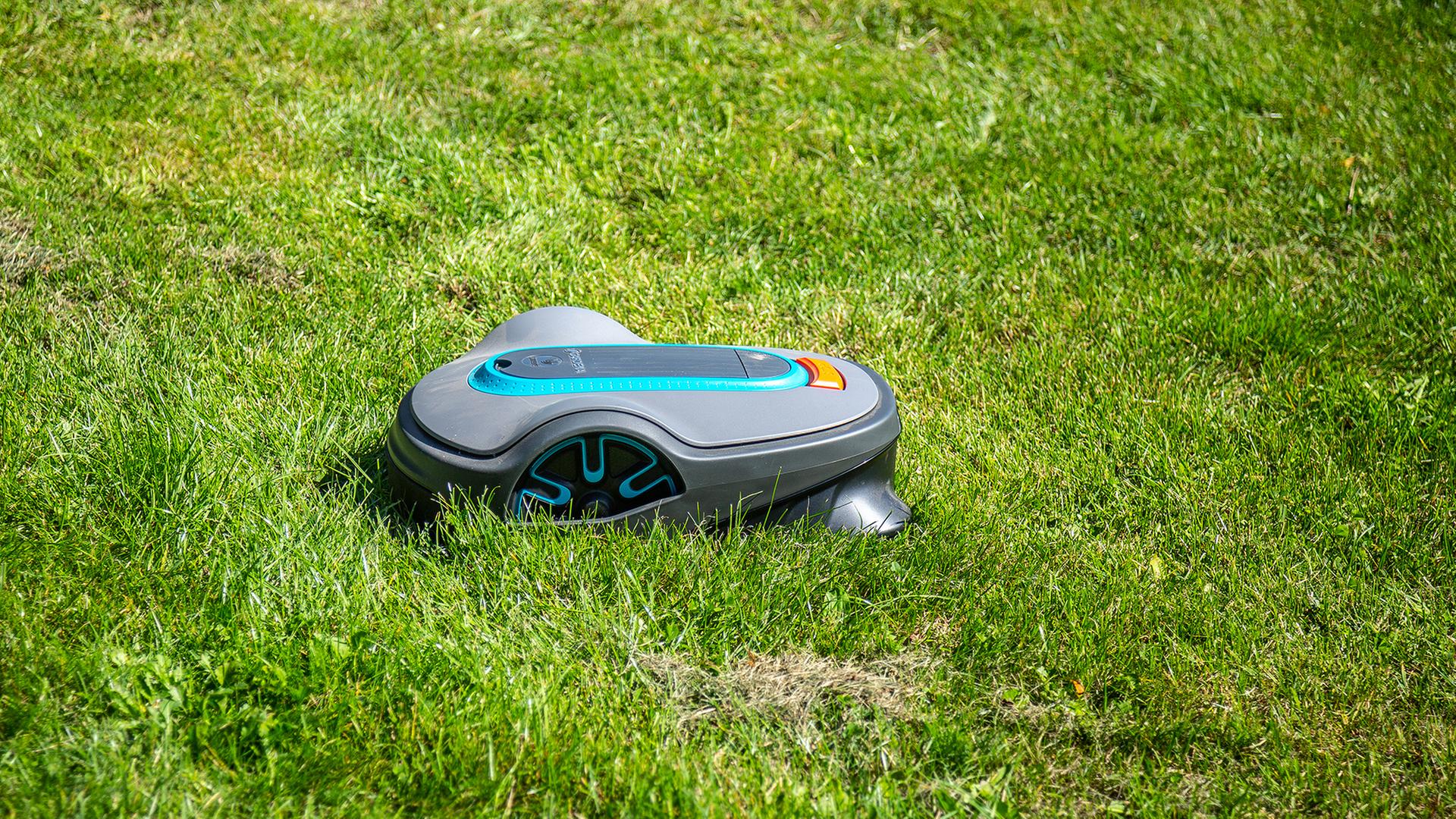 Igelschutz in Rostock: Nachtfahrverbot für Mähroboter gefordert