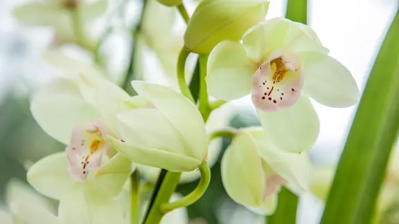 Orchideen pflegen: Darauf kommt es beim Gieen und Dngen an | ndr.de