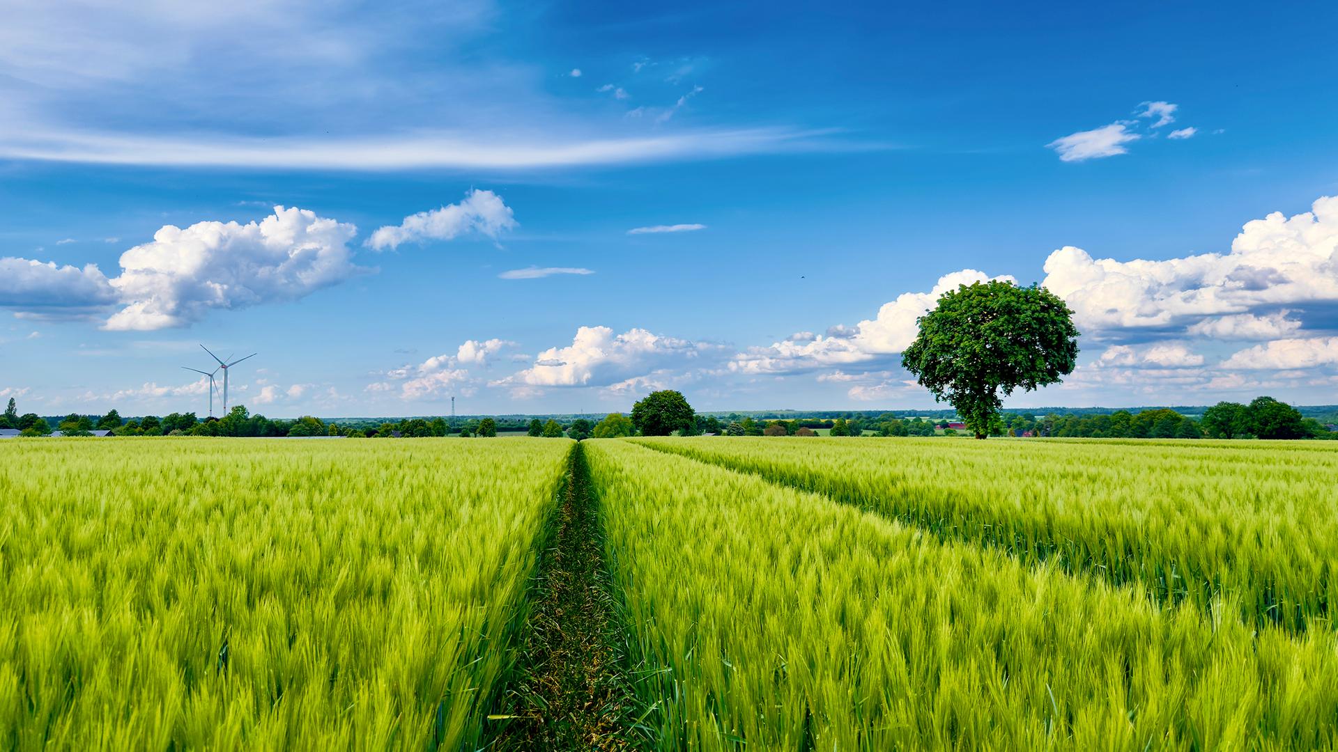 Ein Bett im Kornfeld. | Daniel Stephan