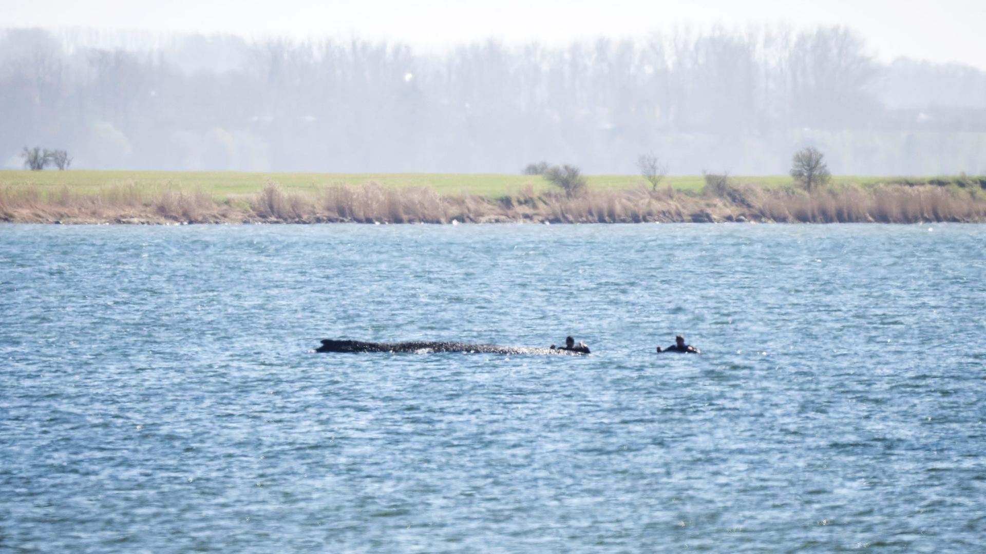 EinsatzkrÃ¤fte nÃ¤hern sich dem gestrandeten Buckelwal. | dpa Bildfunk