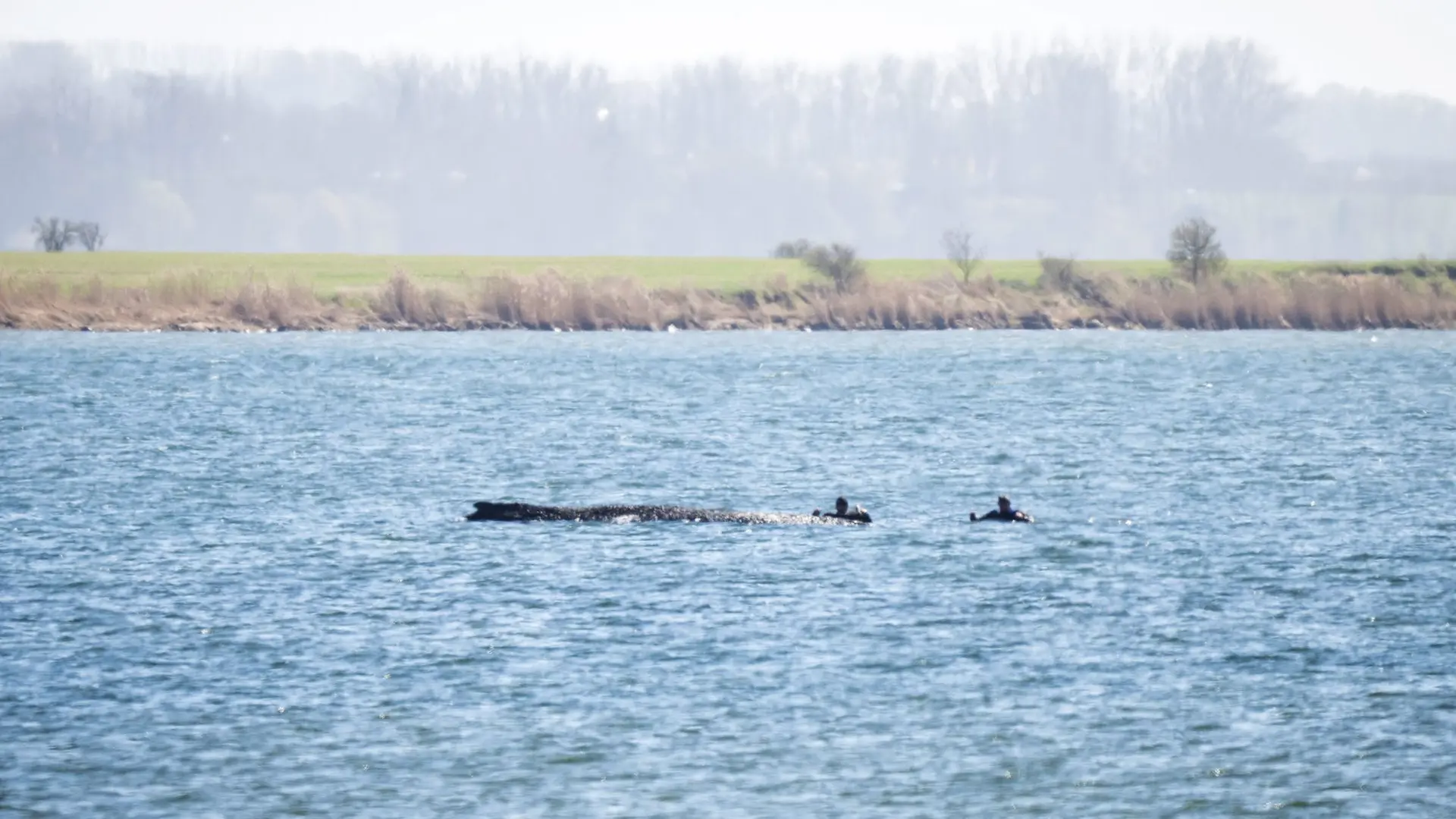 Keine Hoffnung für Wal in Ostsee vor Poel: Experten schließen Rettung und Freischwimmen aus