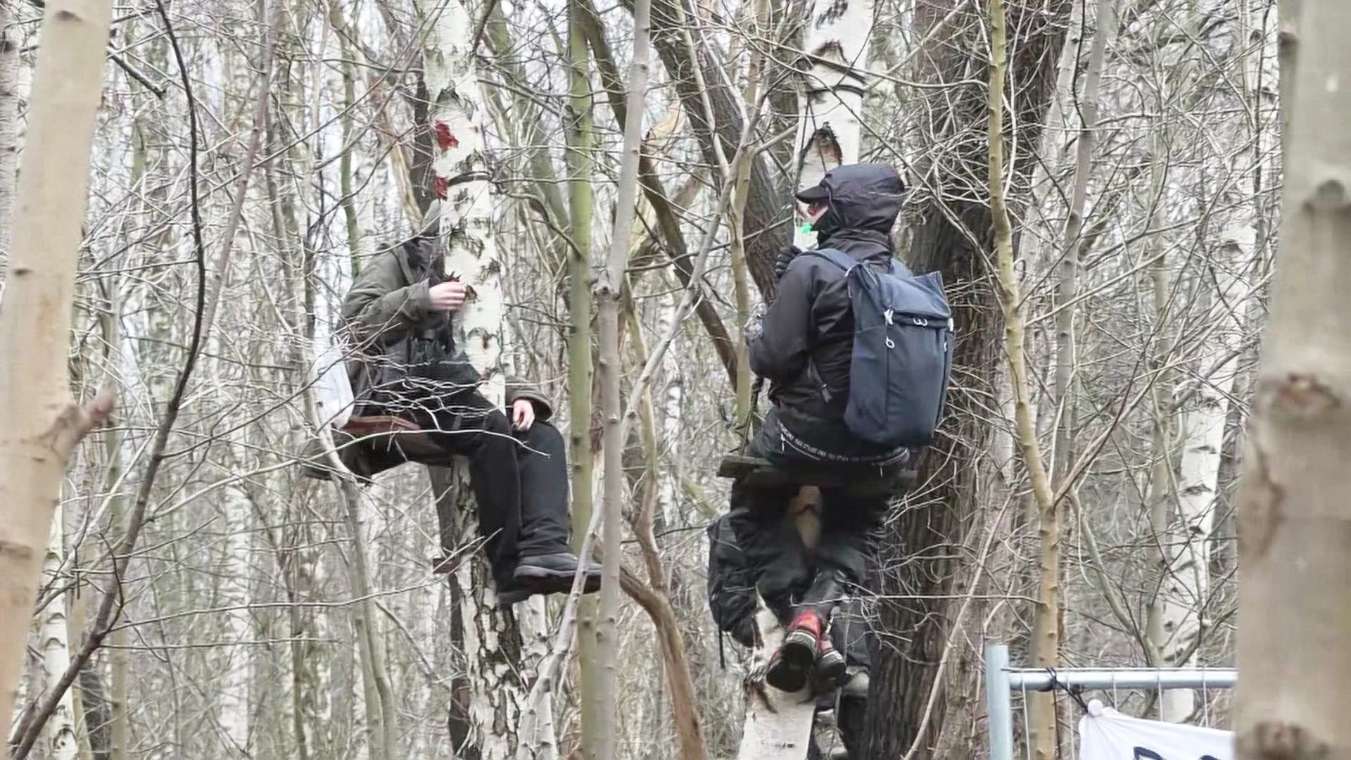 Wilhelmsburg: Rodung des „Wilden Waldes“ vorerst gestoppt