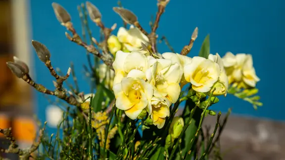 Freesien können auch in Kübel gepflanzt werden. | NDR/Udo Tanske Gelbe Freesien werden von Magnolienzweigen in einem Gesteck gestützt