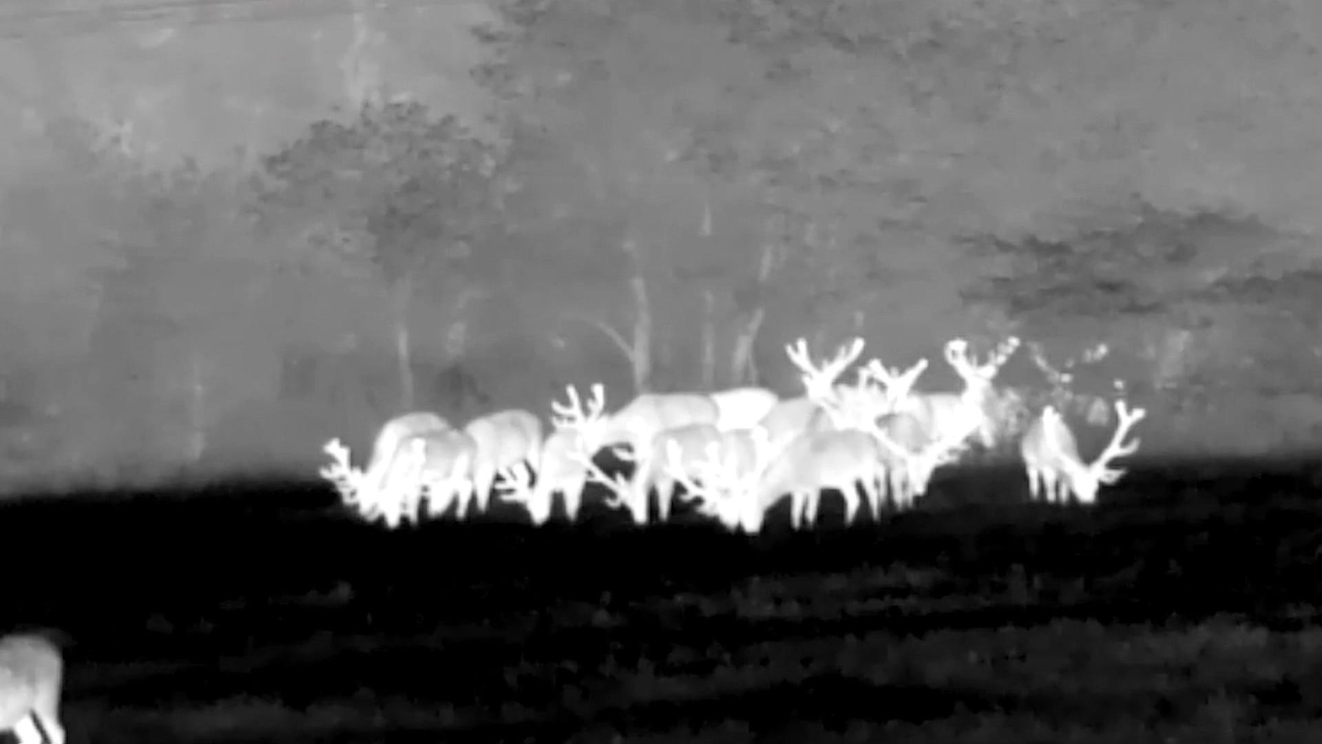 Wildtierzählung in Klepelshagen verspätet abgeschlossen