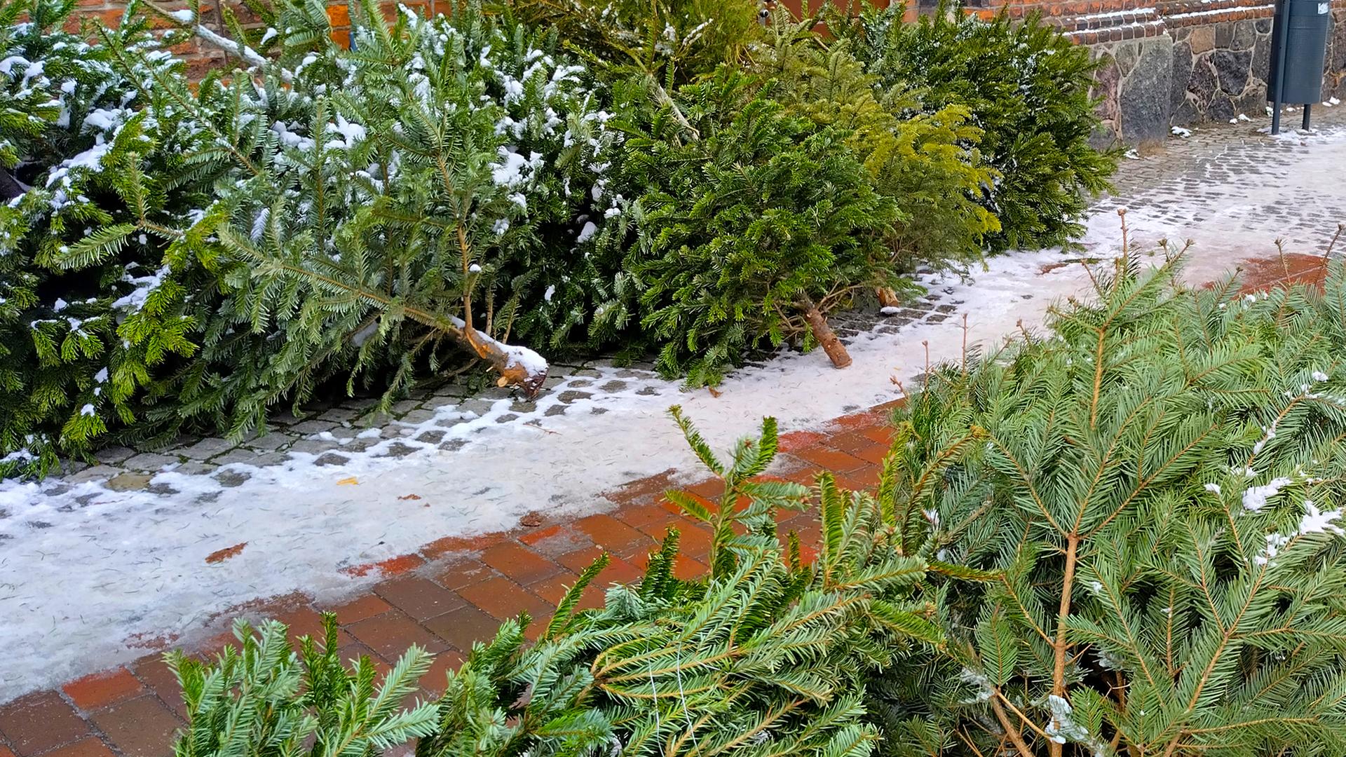In Wismar beginnt die Entsorgung der Weihnachtsbäume