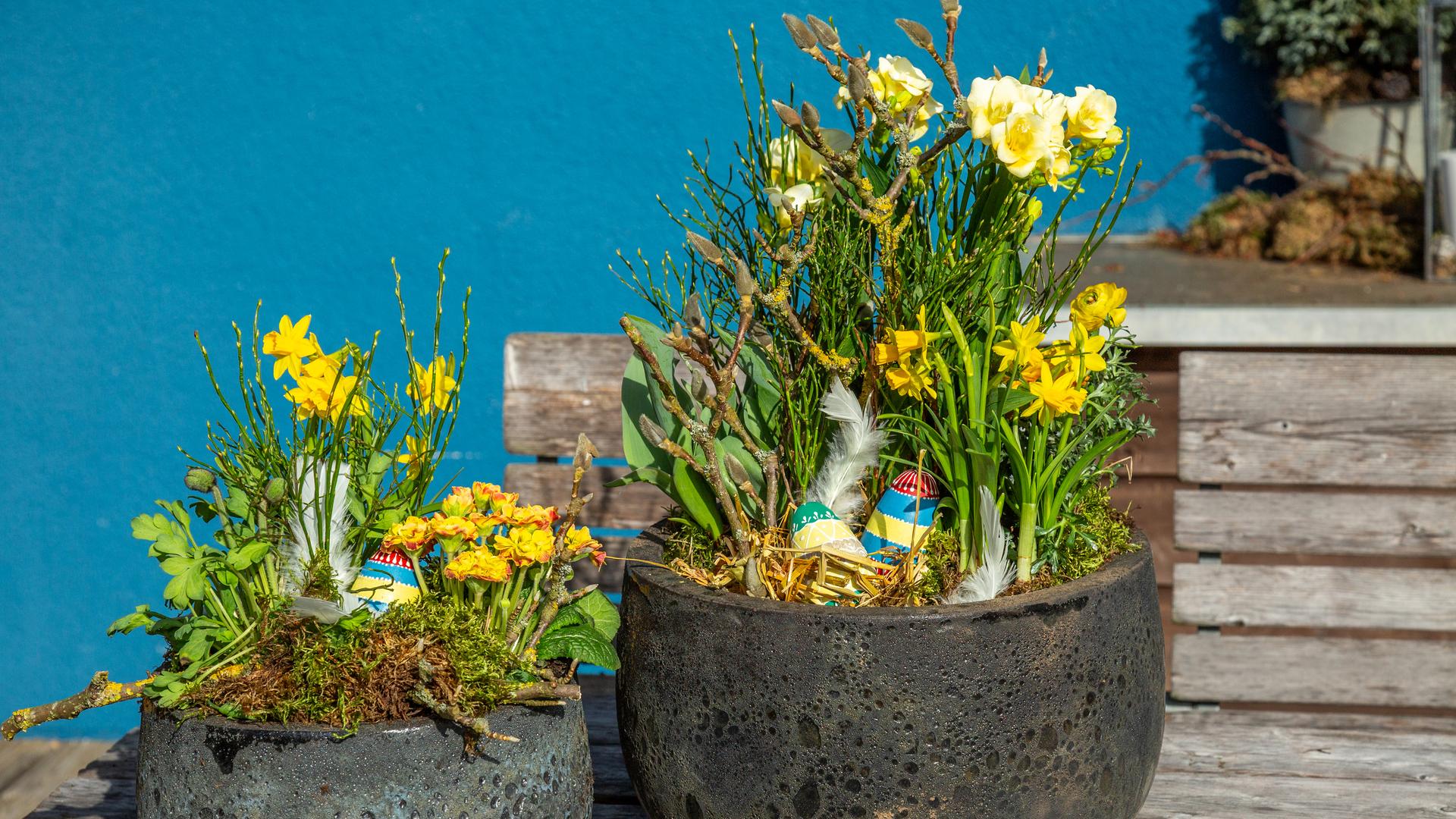 Zwei frühlingshaft gelb bepflanzte Kübel  | NDR/Udo Tanske