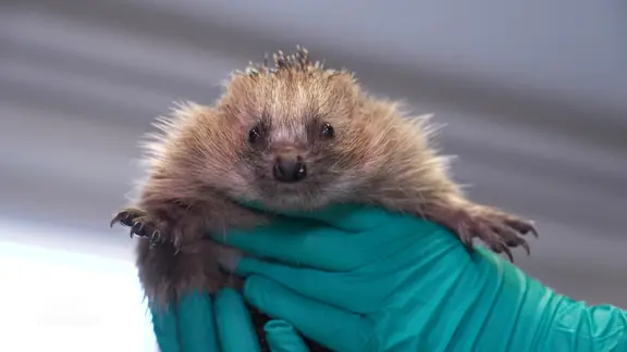 Eine Tierpflegerin hält einen verletzten Igel in den Händen.