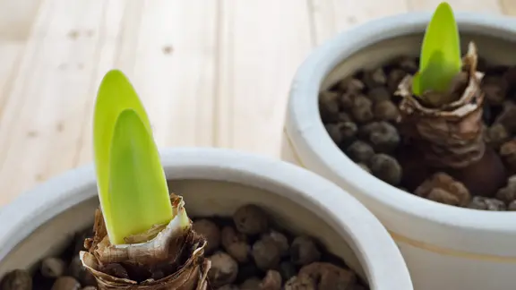 Amaryllis pflegen und wieder zum Blhen bringen | ndr.de