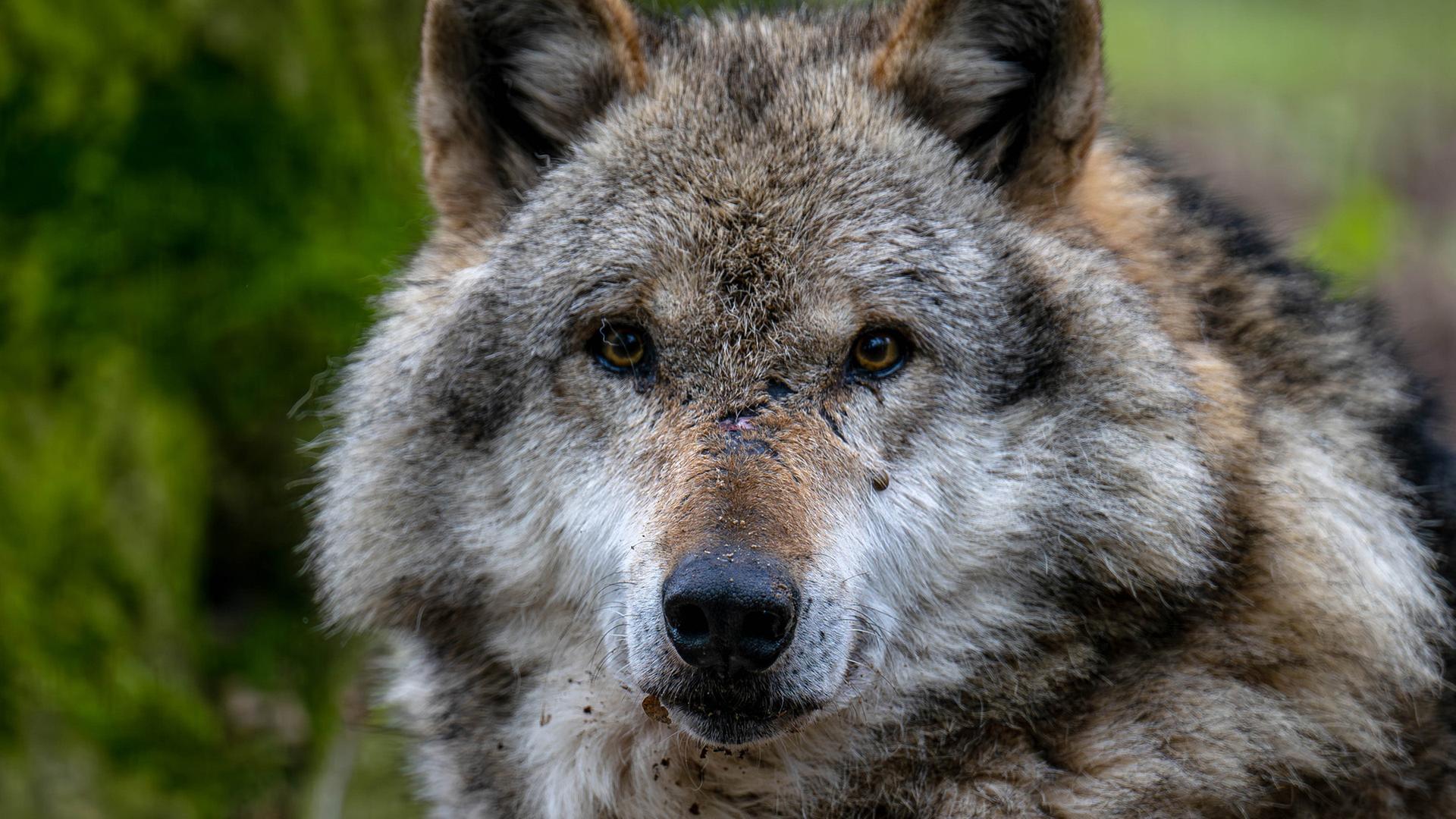 Ein Europäischer Grauwolf. | picture alliance/dpa | Sina Schuldt, Sina Schuldt