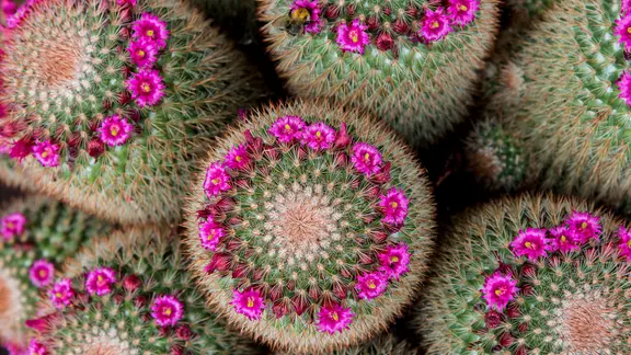 Kakteen mit Blütenkranz. | fotolia, Krawczyk Foto Kakteen mit Blütenkranz.