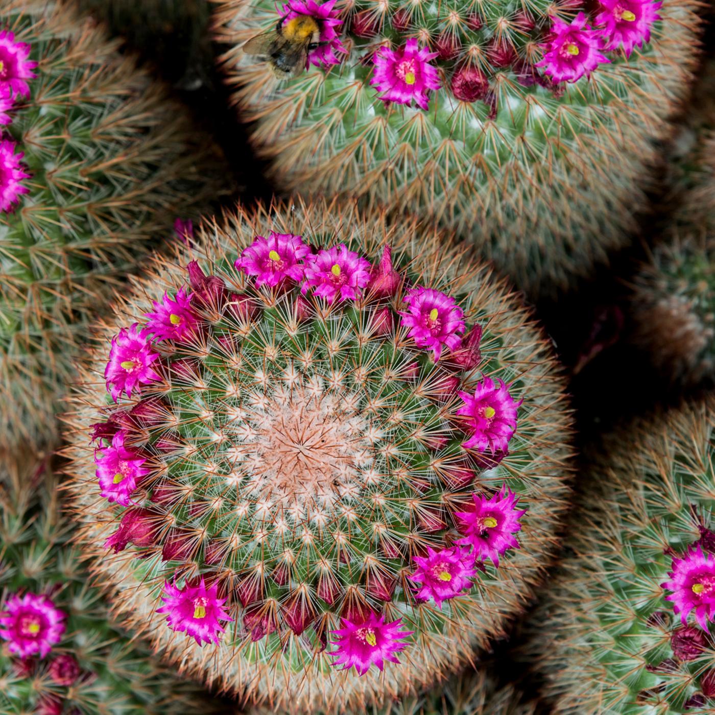 Ein Garten mit 3000 Kakteen