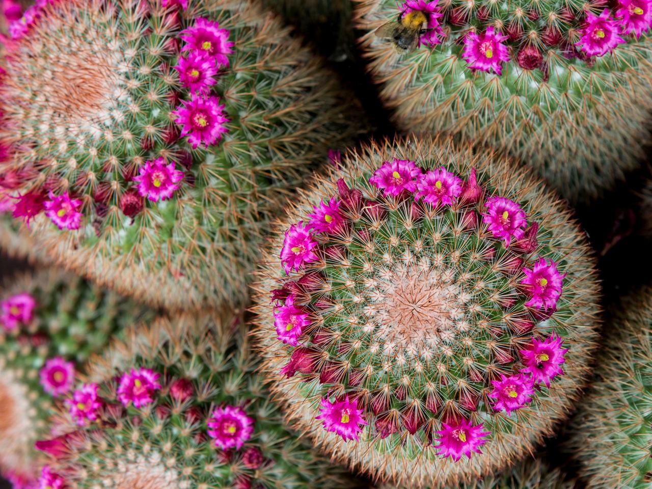 mammillaria spinosissima pflege Mammillaria spinosissima 