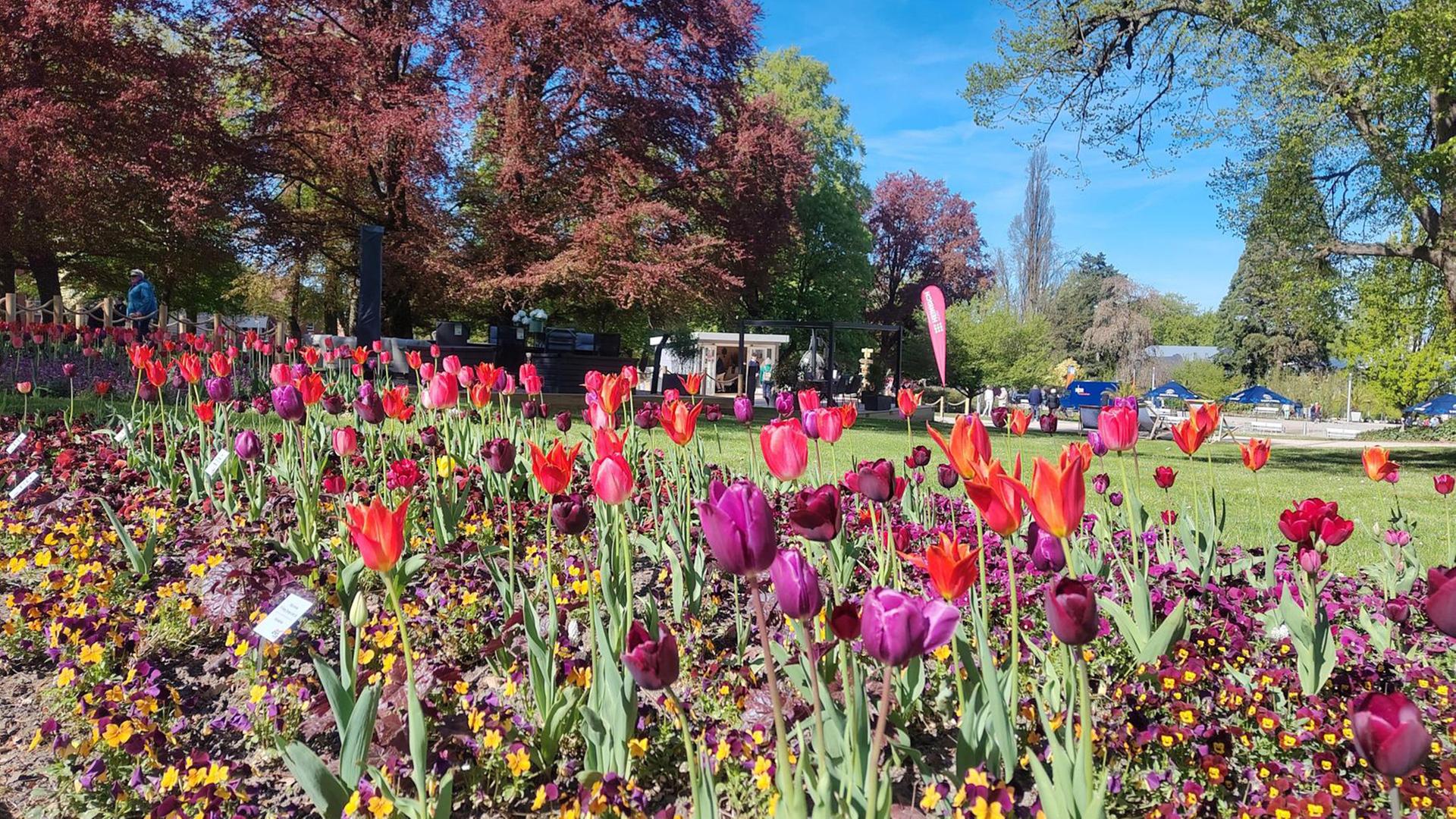 Blumen blühen bei der Landesgartenschau in Bad Nenndorf | NDR, Svenja Estner