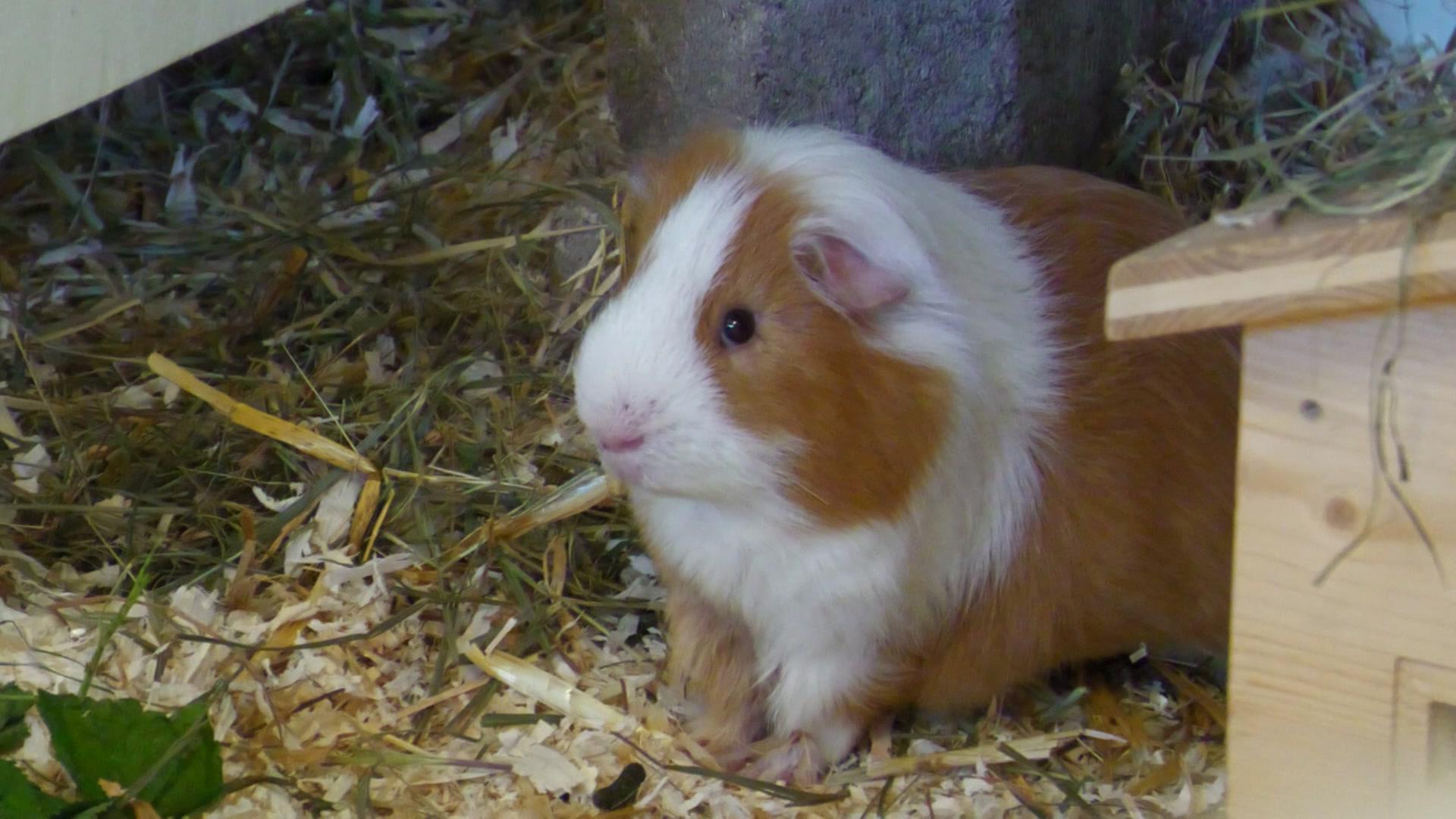 Meerschweinchen in Kappeln: 21 Tiere in Plastiktüten ausgesetzt