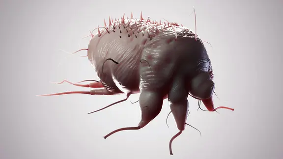 3D Darstellung einer Krätzmilbe | IMAGO/Science Photo Library, Science Photo Library 3D Darstellung einer Krätzmilbe