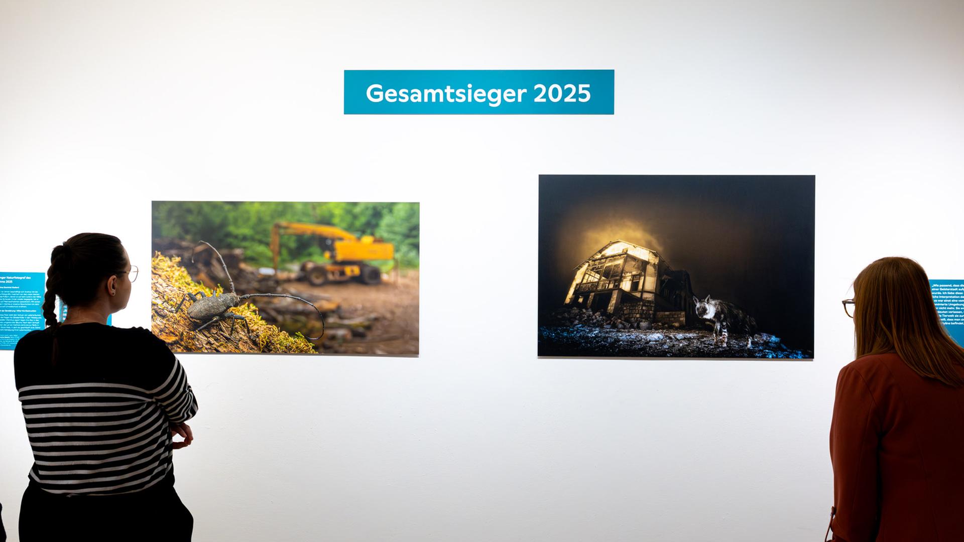 Die Gewinnerbilder des Wettbewerbs 