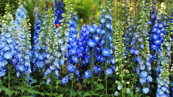 Blauer Rittersporn