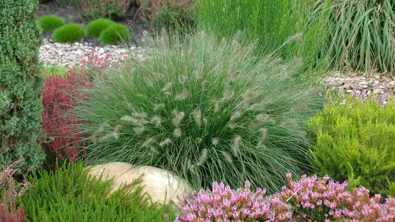 Lampenputzergras und Heidekraut in einem Garten