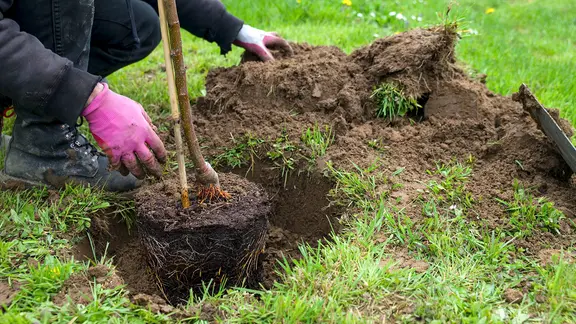 Eine Frau pflanzt einen Baum.