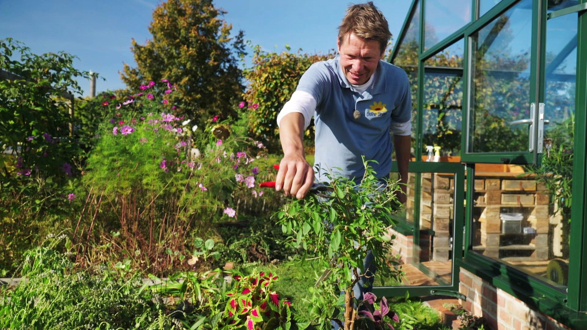 Gärtner Peter Rasch schneidet einen Solanum im Kübel zurück | NDR/Udo Tanske