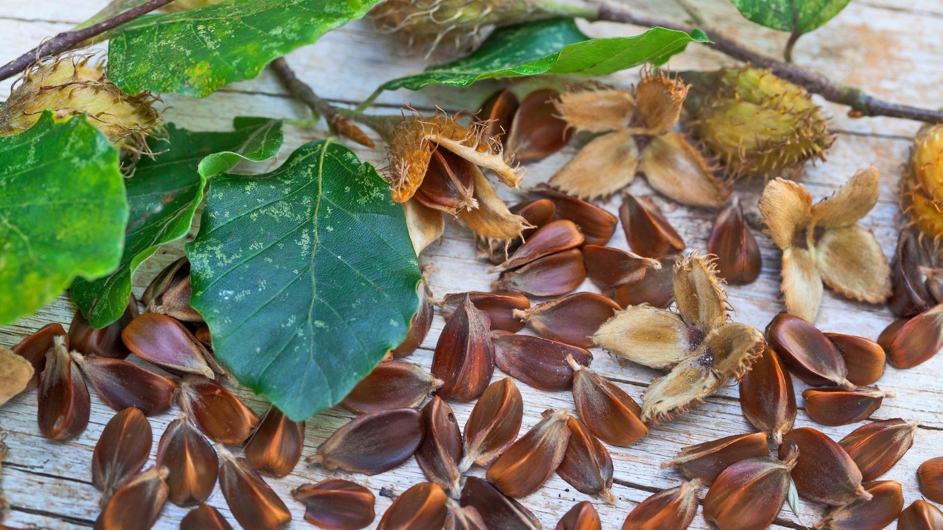 Bucheckern und Buchenblätter liegen auf einem Holztisch. | picture alliance / blickwinkel, F. Hecker